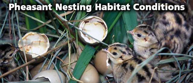pheasantnesting13